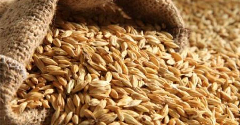 عطاء لشراء 100 ألف طن من القمح