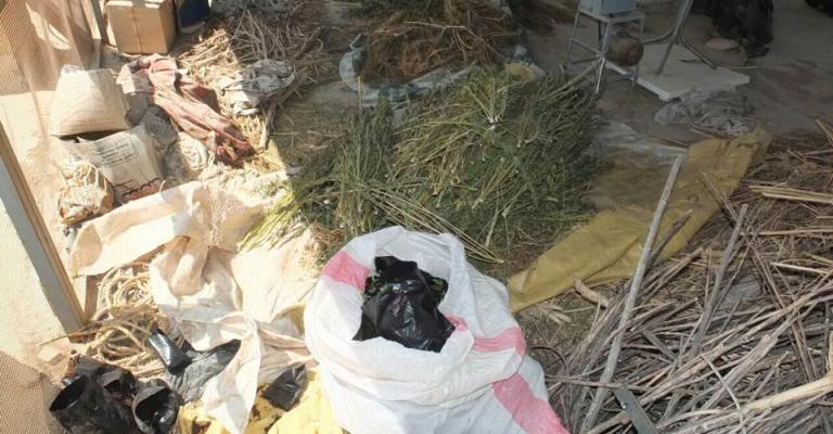 القبض على شخص يزرع المارجوانا جنوب عمان القبض على شخص يزرع المارجوانا جنوب عمان