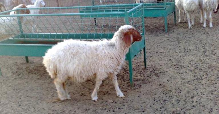 ترحيل 5 حظائر لبيع الأضاحي أقيمت عشوائيا على شارع ياجوز