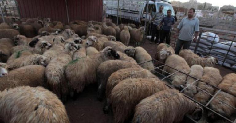 استقرار الأسعار وارتفاع الطلب على الأضاحي استقرار الأسعار وارتفاع الطلب على الأضاحي