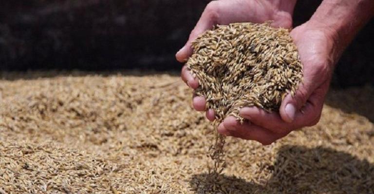 الأردن يطرح مناقصة لشراء 100 ألف طن من علف الشعير