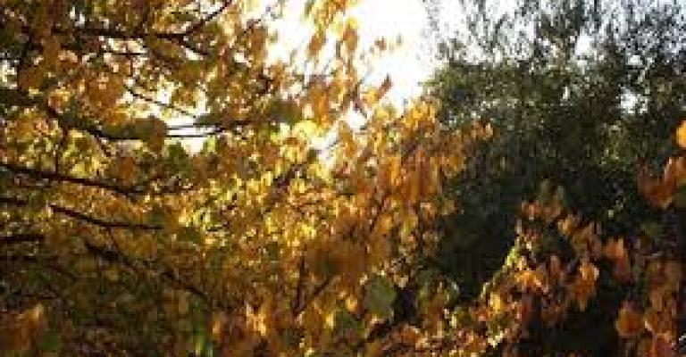 أجواء خريفية نهارا ومائلة للبرودة مساء