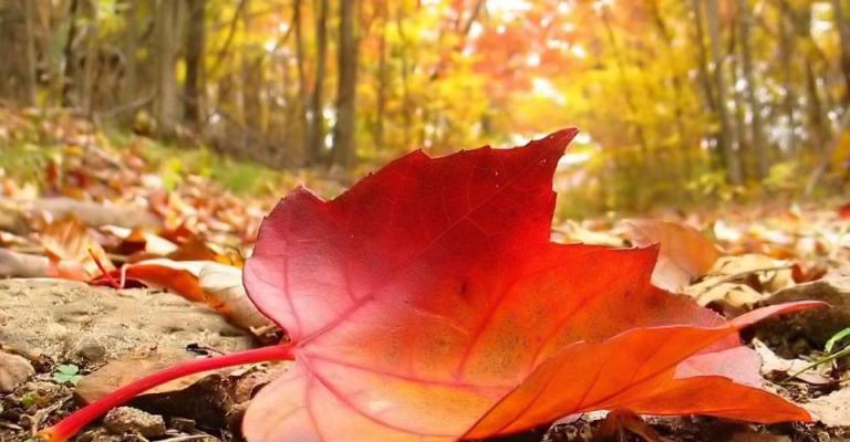 اجواء خريفية معتدلة الحرارة اليوم وغدا اجواء خريفية معتدلة الحرارة اليوم وغدا