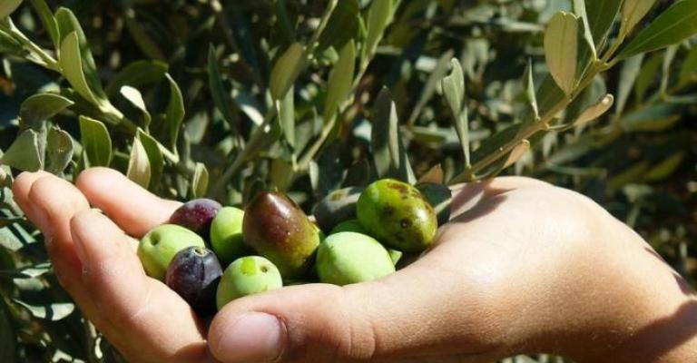 تجمع مزارعو الأردن يشكل لجنة لإدارة أزمة العمالة