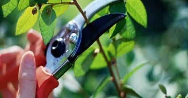 ألامانة تدعو للإبلاغ عن أشجار تعيق الحركة والرؤيا