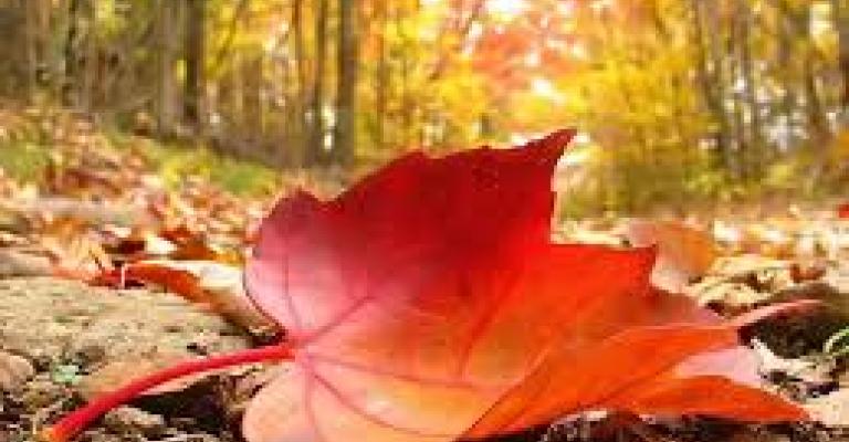 اجواء خريفية معتدلة اليوم وزخات خفيفة من المطر السبت اجواء خريفية معتدلة اليوم وزخات خفيفة من المطر السبت