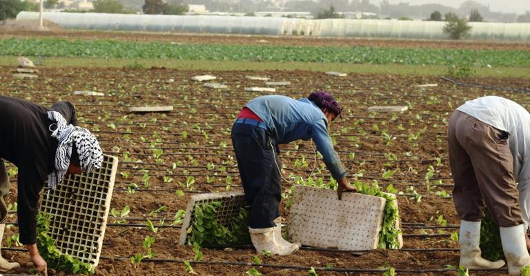 ارتفاع اسعار المنتجين الزراعيين خلال تسعة اشهر 12 %