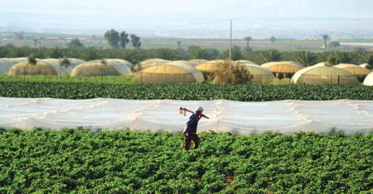 البدء بإستبدال واستقدام العمالة الوافدة في القطاع الزراعي