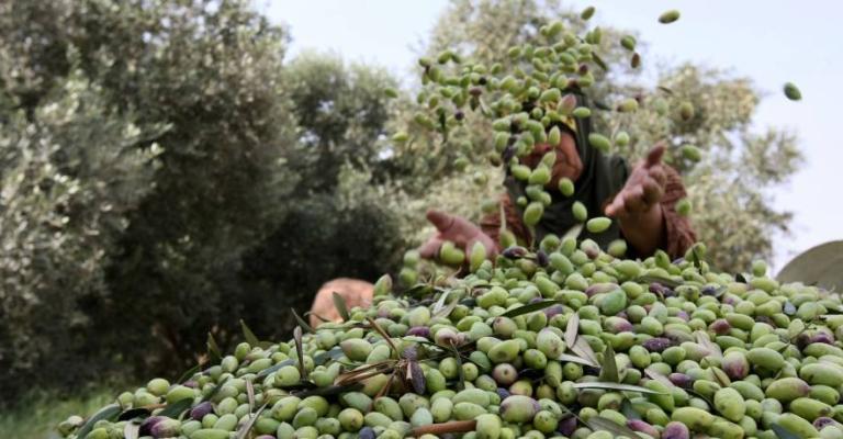 3 آلاف طن زيتون صدرت إلى إسرائيل