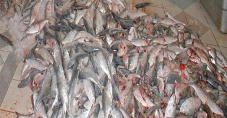 اربد: إتلاف أسماك غير صالحة للاستهلاك اربد: إتلاف أسماك غير صالحة للاستهلاك