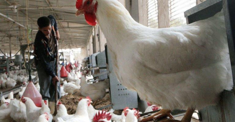 تعليق استيراد الدواجن السعودية