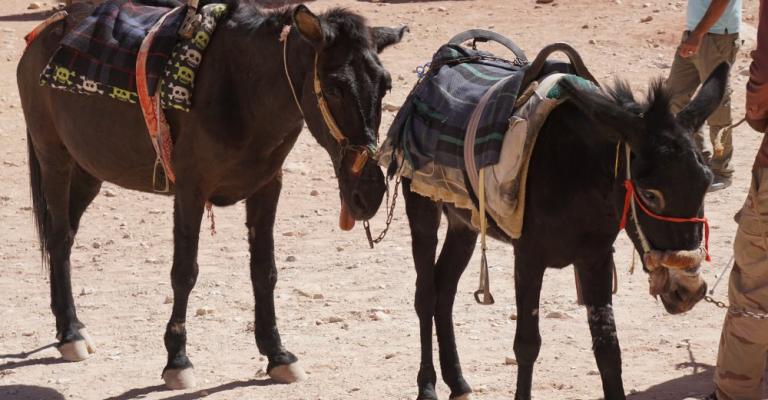 منظمة تنتقد ضرب الحيوانات في البَترا منظمة تنتقد ضرب الحيوانات في البَترا