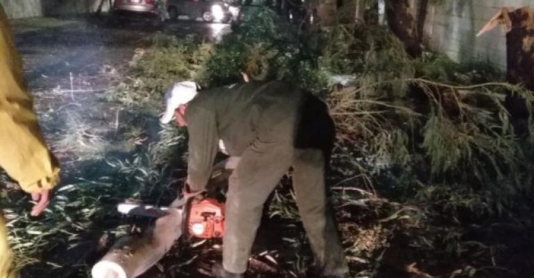 الأمانة تعاملت مع 130 ملاحظة متعلقة بالأشجار خلال المنخفض الجوي الأمانة تعاملت مع 130 ملاحظة متعلقة بالأشجار خلال المنخفض الجوي