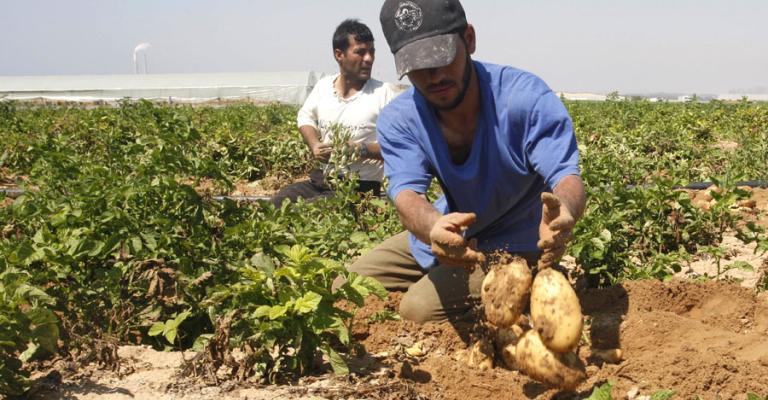 ٤٠٪ من المزارعين مطلوبين للتنفيذ القضائي ٤٠٪ من المزارعين مطلوبين للتنفيذ القضائي
