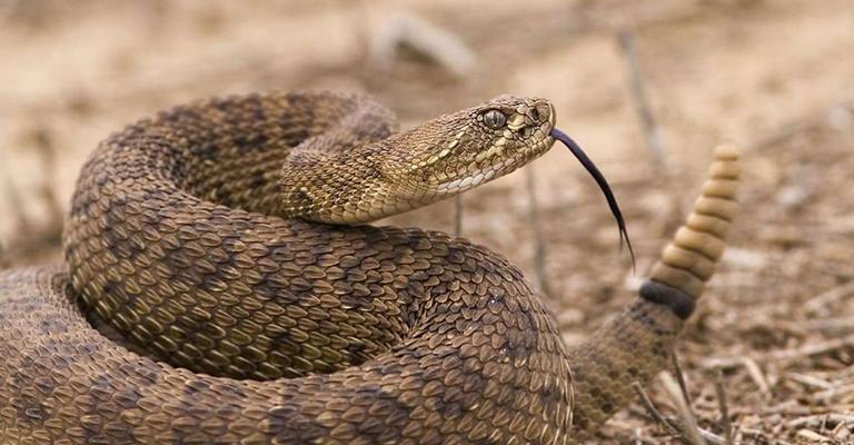 الأفعى وسرديات الخلق: آدم، جلجامش، حي بن يقظان الأفعى وسرديات الخلق: آدم، جلجامش، حي بن يقظان