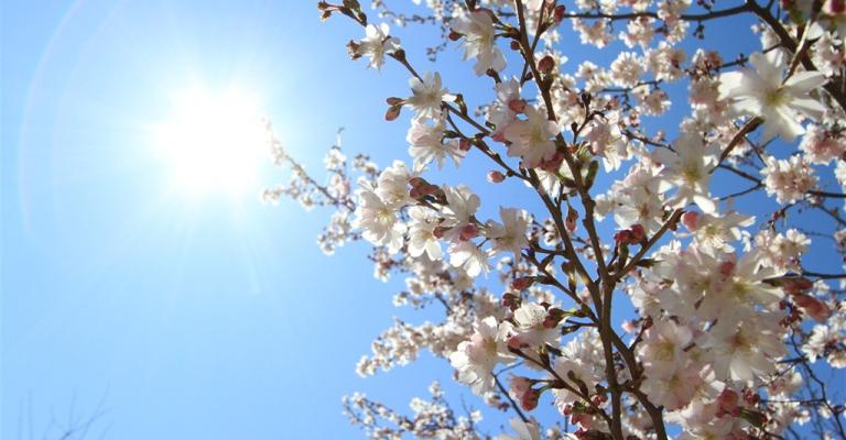 اجواء دافئة ولطيفة حتى الجمعة اجواء دافئة ولطيفة حتى الجمعة