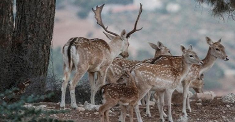 أين اختفت الغزلان؟