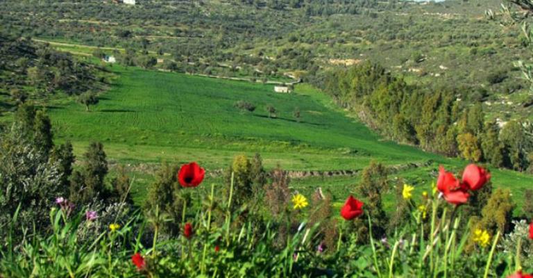 اجواء ربيعية معتدلة ودافئة اليوم وغدا اجواء ربيعية معتدلة ودافئة اليوم وغدا