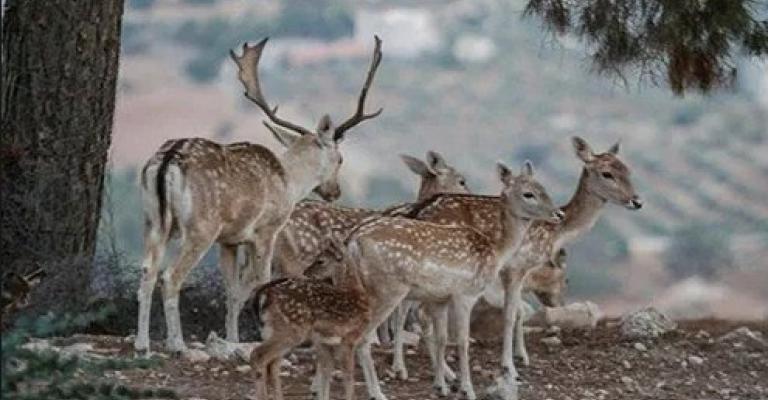 «مكافحة الفساد» تحول 15 موظفا بقضية سرقة الغزلان لمحكمة جرش «مكافحة الفساد» تحول 15 موظفا بقضية سرقة الغزلان لمحكمة جرش