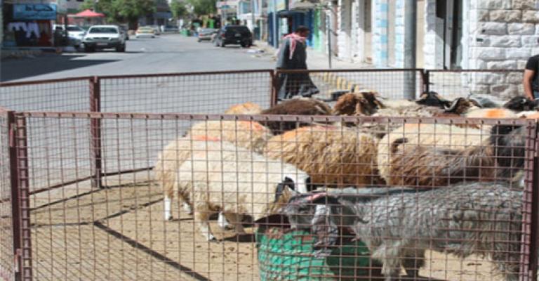 حماية المستهلك تطالب بتوضيح نوع ومنشأ كل أنواع الأضاحي حماية المستهلك تطالب بتوضيح نوع ومنشأ كل أنواع الأضاحي