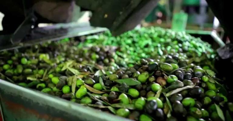 الأردن يصدر 3500 طن زيتون إلى اسرائيل