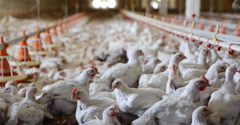 مزارع الدواجن تتجاوز الـ2000 حيازة وأكثرها في اربد مزارع الدواجن تتجاوز الـ2000 حيازة وأكثرها في اربد