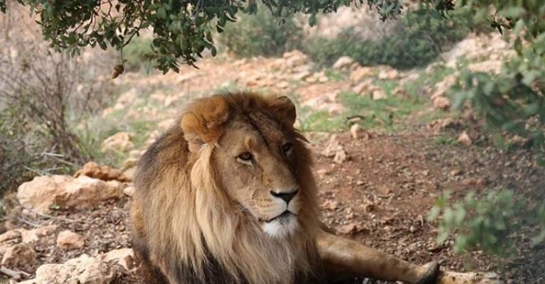 تعرف إلى قصص حيوانات لجأت من جحيم الحرب للأردن (شاهد) تعرف إلى قصص حيوانات لجأت من جحيم الحرب للأردن (شاهد)