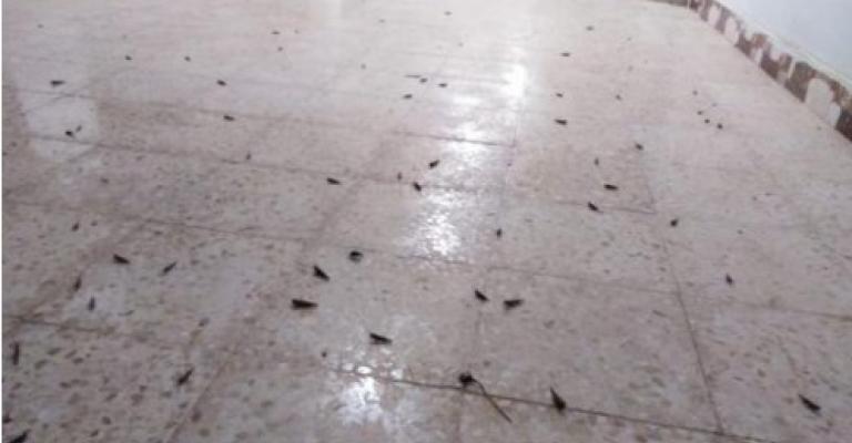 الزراعة توضح حقيقة الجراد في الازرق الزراعة توضح حقيقة الجراد في الازرق