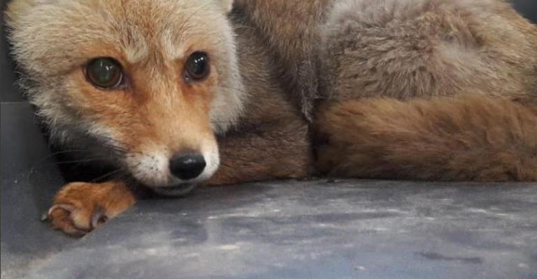 نقل 40 حيوانا برياً من غزة الى الأردن نقل 40 حيوانا برياً من غزة الى الأردن