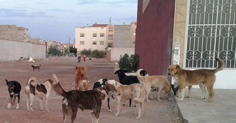 المفرق: الكلاب الضالة تنهش وتعقر 4 أشخاص المفرق: الكلاب الضالة تنهش وتعقر 4 أشخاص