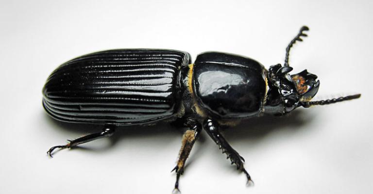 ماذا تعرف عن «الخنفساء» المنتشرة في الأردن ؟ ماذا تعرف عن «الخنفساء» المنتشرة في الأردن ؟