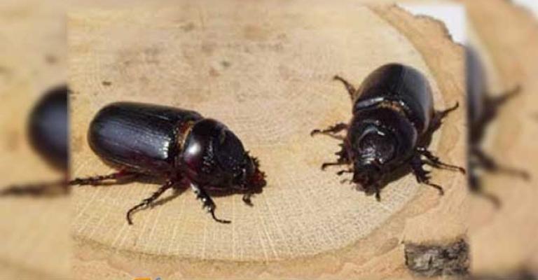 الزراعة: حشرة "الخنفساء" غير ضارة ولا تهاجم الانسان