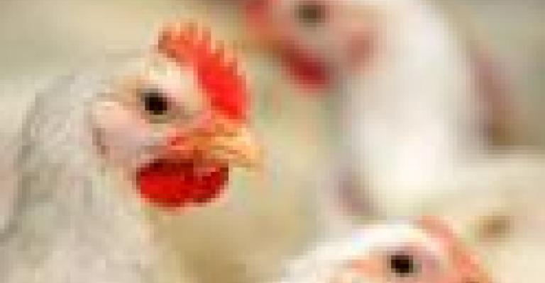 اطباء بيطريون يقيمون وليمة دجاج اطباء بيطريون يقيمون وليمة دجاج