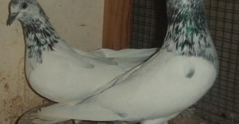 الزراعة تكثف حملتها ضد وباء أنفلونزا الطيور والتفكير بإغلاق سوق الطيور الشعبي الزراعة تكثف حملتها ضد وباء أنفلونزا الطيور والتفكير بإغلاق سوق الطيور الشعبي