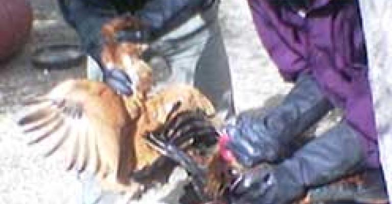 إدخال 4 أشخاص مشتبه إصابتهم بإنفلونزا الطيور الى مستشفى الإيمان إدخال 4 أشخاص مشتبه إصابتهم بإنفلونزا الطيور الى مستشفى الإيمان