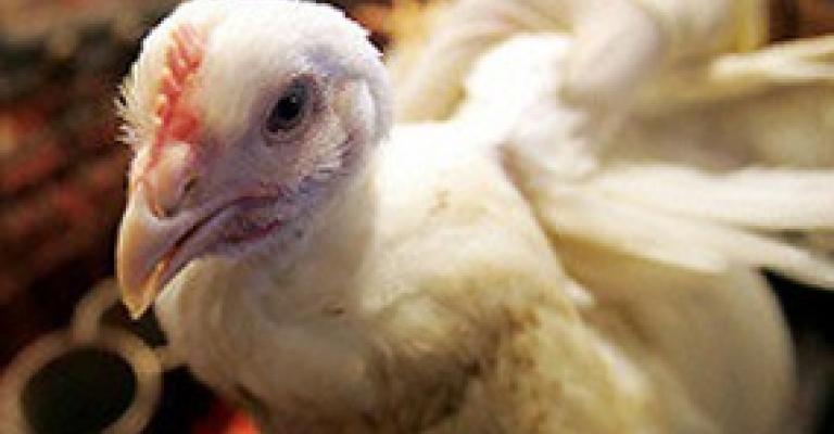 الخوف من أنفلونزا الطيور..يزيده إصابة العامل المصري الخوف من أنفلونزا الطيور..يزيده إصابة العامل المصري