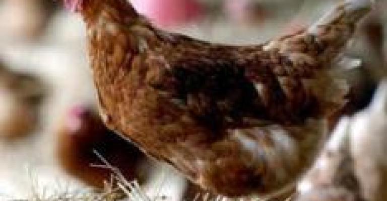 أيام على إعلان الأردن خال من أنفلونزا الطيور أيام على إعلان الأردن خال من أنفلونزا الطيور