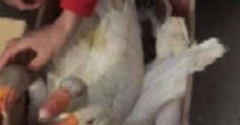 الاستمرار في إعدام الدواجن في وادي الأردن الاستمرار في إعدام الدواجن في وادي الأردن