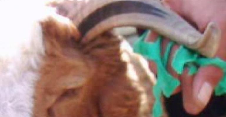 السعودية تحظر استيراد المواشي من الأردن