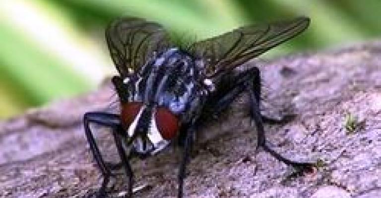 الحكومة تشن حملة ضد ذباب الأغوار..