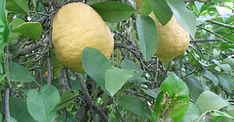 مزارعو الحمضيات يشتكون قلة المياه