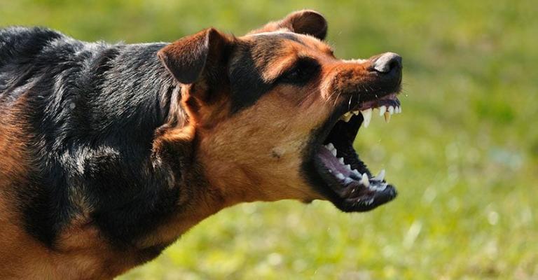 الكلاب الضالة