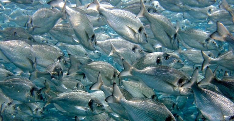 أسماك أسماك