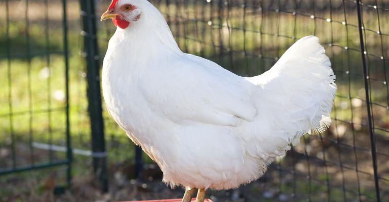 الدجاج الدجاج