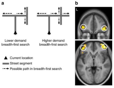 تشغيل الـ"GPS" يعطل مساحة من دماغ الإنسان