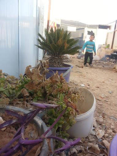 مساحات خضراء في الزعتري.. زراعة الشجر وغرس الأمل