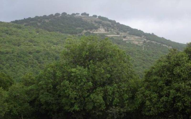 «برقش» غابة الأردن الأخيرة: تحت المقصلة