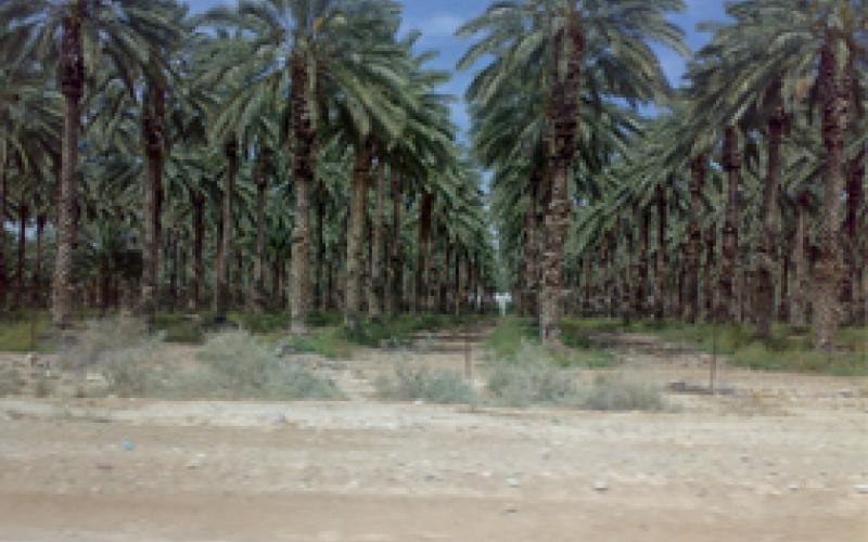 مخاوف حول مستقبل زراعة النخيل في الأغوار