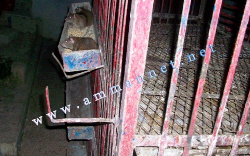 جرذان تشارك الدجاج طعامها في صافوط