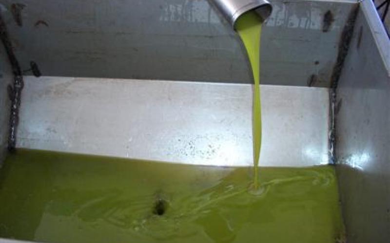 (بالفيديو).. الفايز: عمان تغرق بزيت الزيتون الفاسد